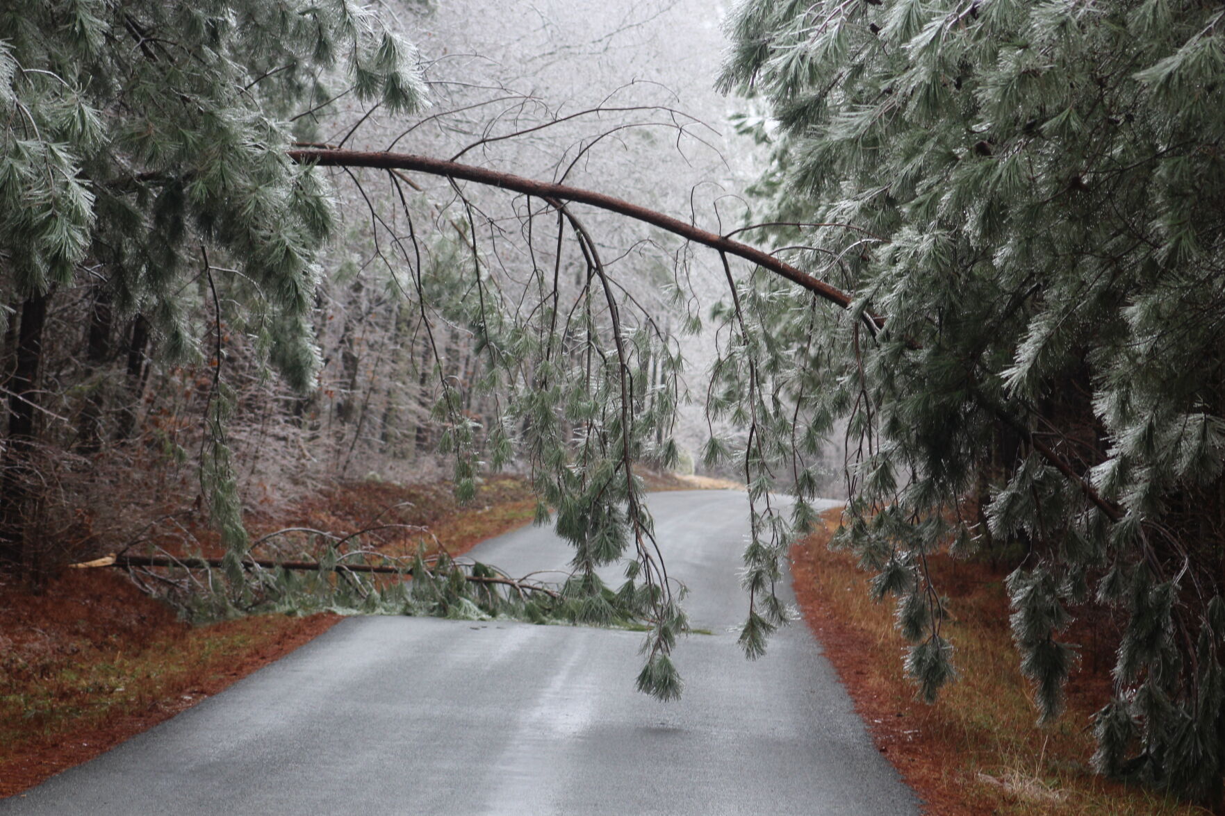Trees across Mt. Zion Church Road